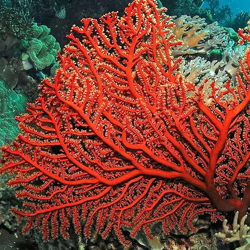 красный коралл в природе